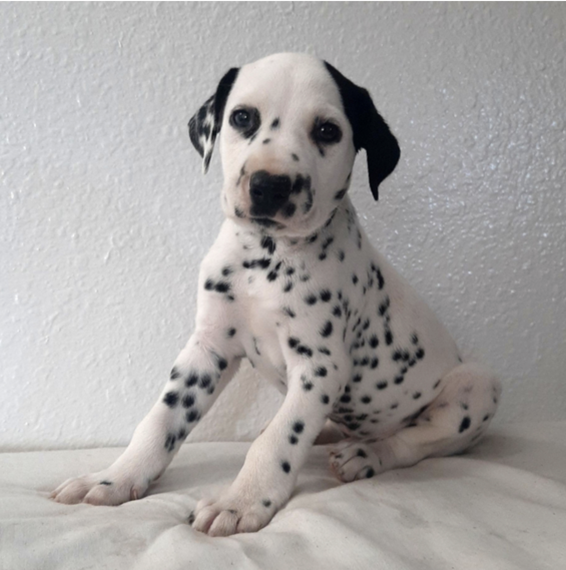 comprar cachorros sanos, baratos y asequibles para la venta